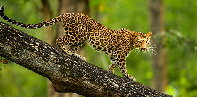 Kabini Tour from Bangalore
