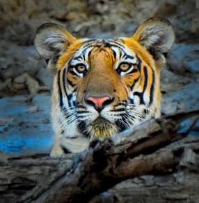 Kabini safari experience from Bangalore