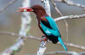 Kingfisher in Nagarahole