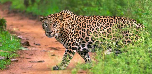 Kabini Tour from Mysore