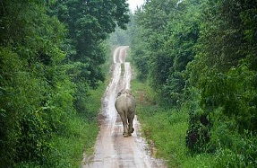 Nagarahole in Monsoon