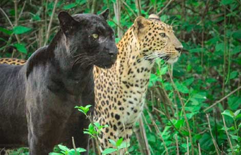 Safari permit and booking