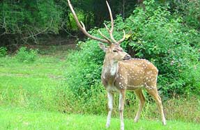 Forest road to Nagarahole National Park