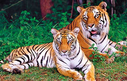 Kutta Coorg stay