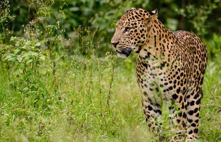Kabini river resort