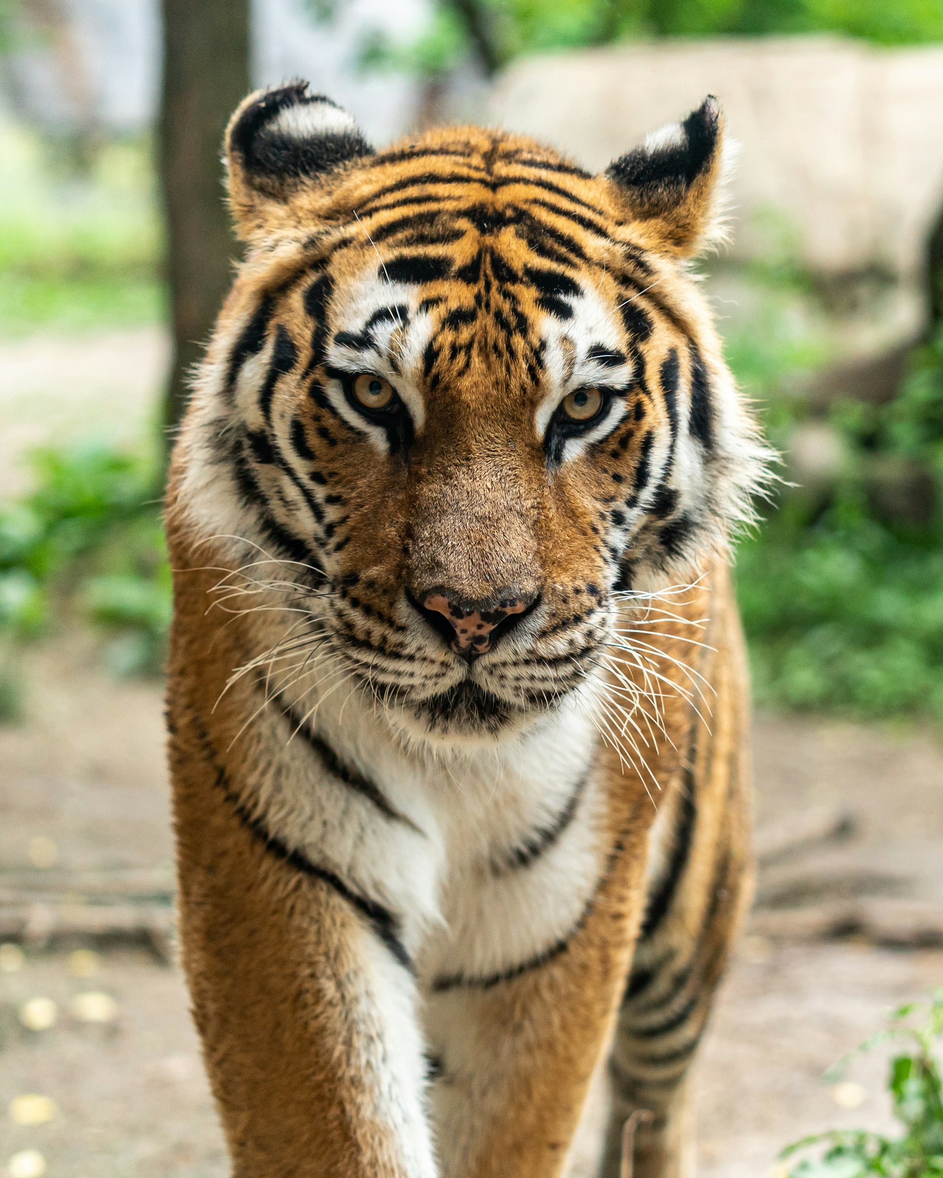 Bengal Tiger