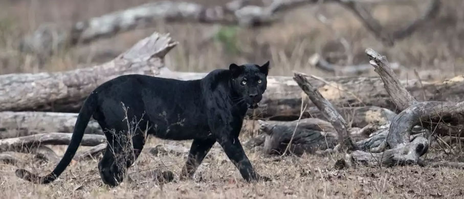 black panther