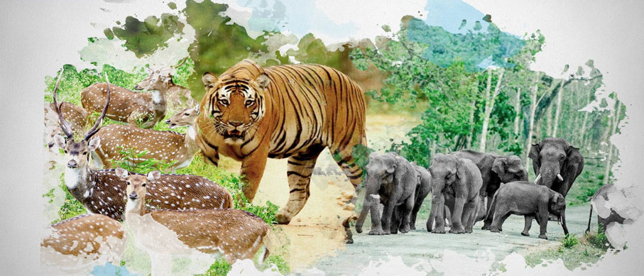 nagarahole tour packages