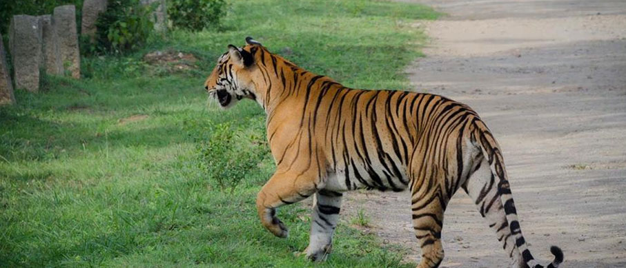 nagarahole wildlife tour
