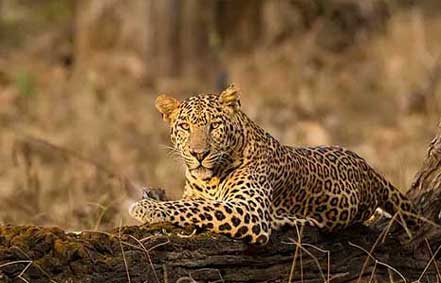 Safari guests in Nagarahole