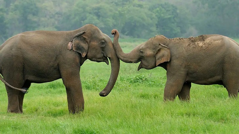 Asian Elephant