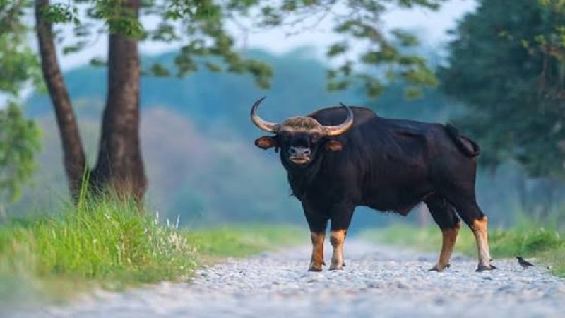 Indian Gaur