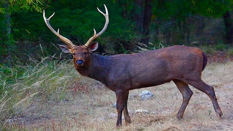 Sambar Deer