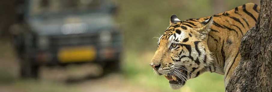 Tiger safari