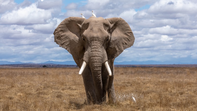 Dubare Elephant Camp