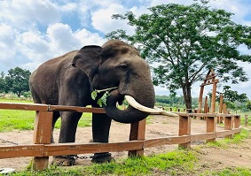 Dubare Elephant Camp