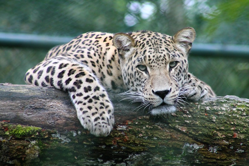 Leopard