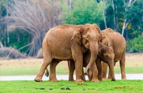 Asian elephant herd