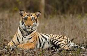 Tiger in summer season