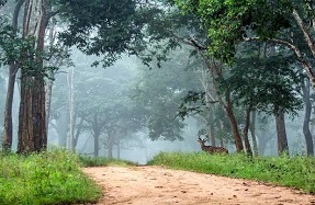 Nagarahole in winter