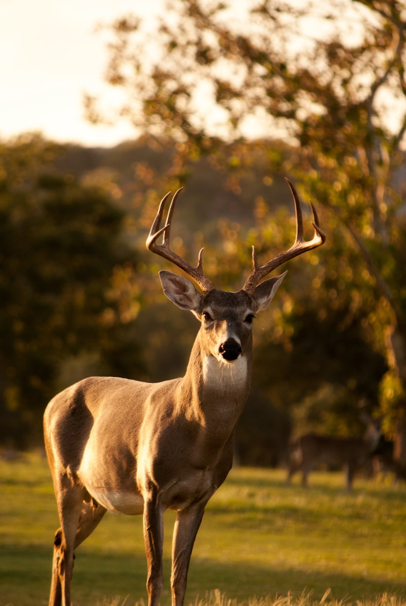 Sambar Deer