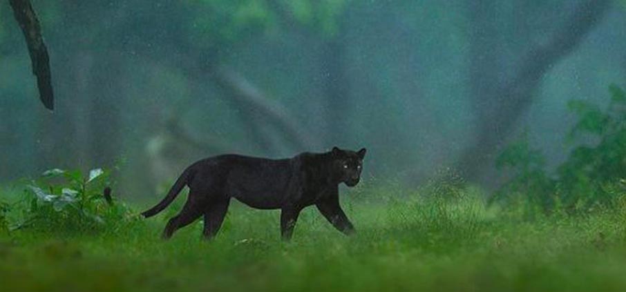 nagarahole black panther