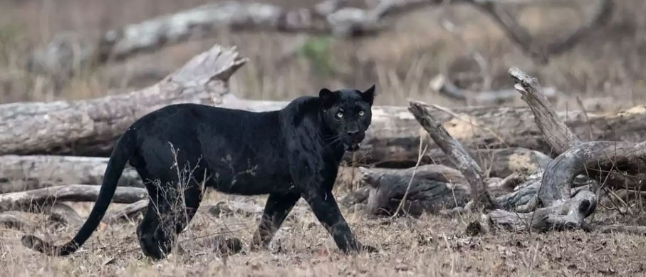 nagarahole black panther