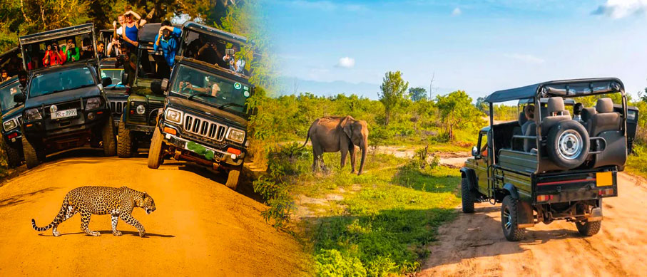nagarahole jeep or bus tour
