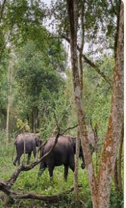 nagarahole elephnat