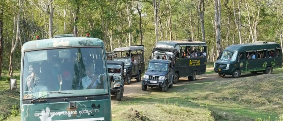 jeep and bus safari