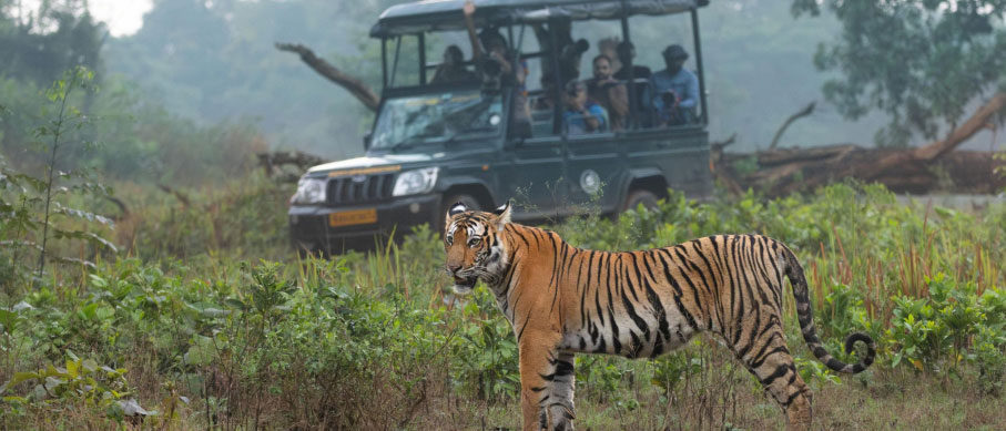nagarahole safari tips