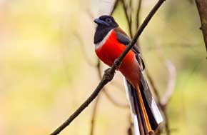 nagarahole birds