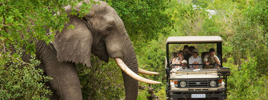 elephant view nagarahole