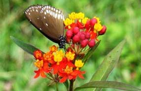 nagarahole flora 