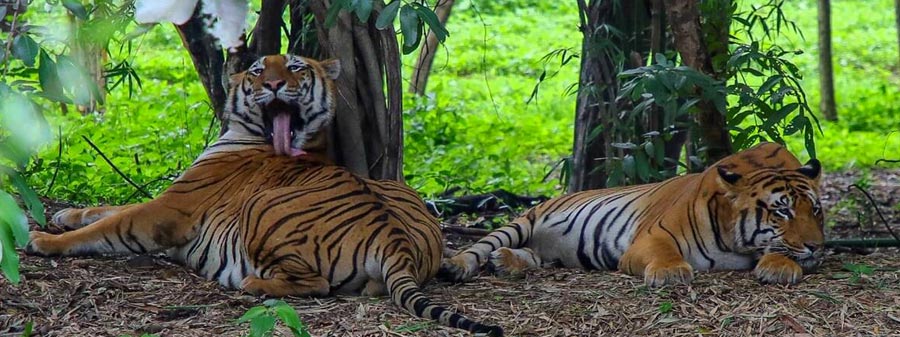 tigers in nagarahole