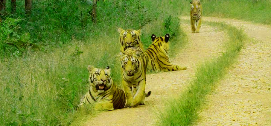 nagarahole safari price