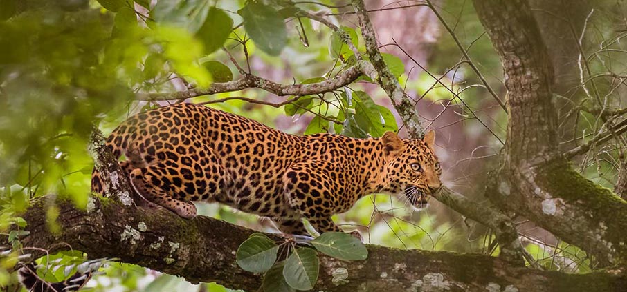 wild safari of nagarahole 
