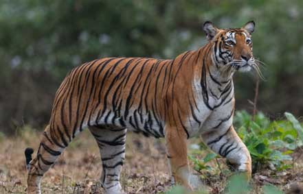 safari in nagarahole