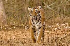 nagarahole permit