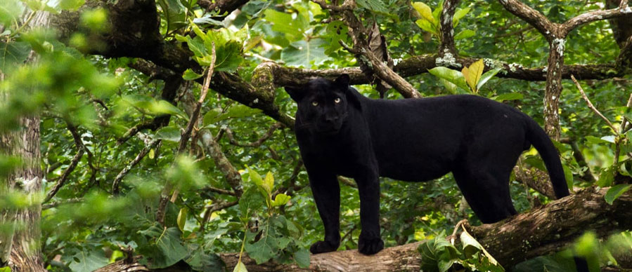 saya black panther