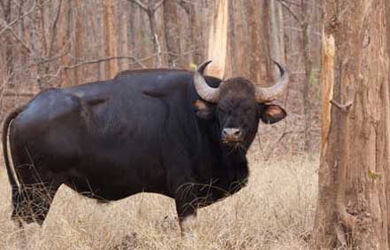 deer in nagarahole